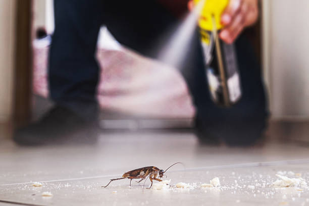 Best Spider Control Near Me  in Oskaloosa, IA